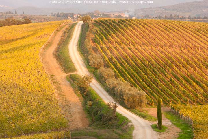 Chris Corradino Dievole vineyard