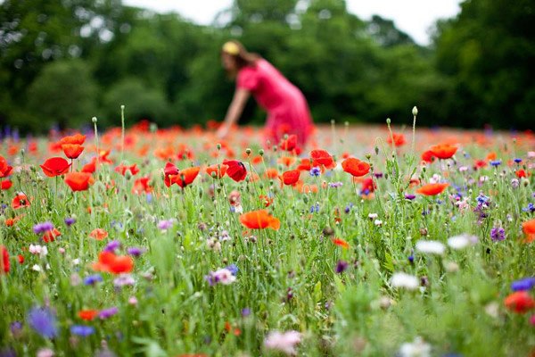 How to Take Portraits in Patches of Wildflowers