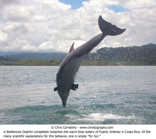 Chris Corradino wildlife  photo dolphin