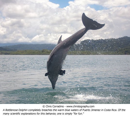Chris Corradino wildlife photo dolphin