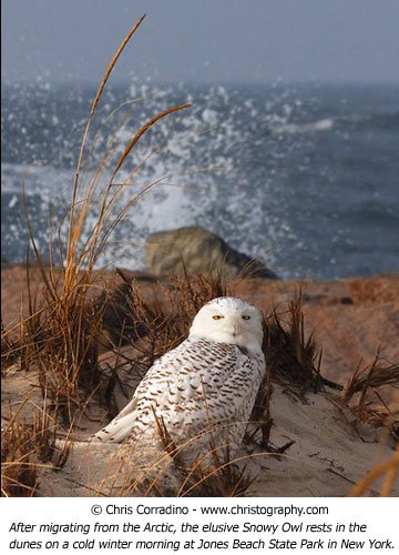 Chris Corradino wildlife photograph owl