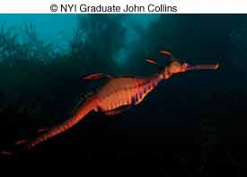 © NYI Graduate John Collins © NYI Graduate John Collins