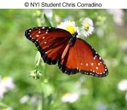 © NYI Student Chris Corradino © NYI Student Chris Corradino