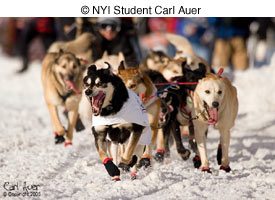 © NYI Student Carl Auer © NYI Student Carl Auer
