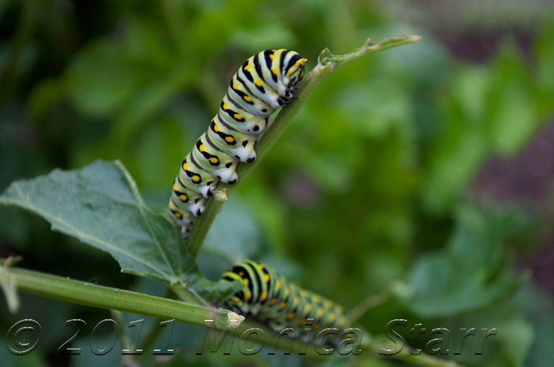 catepillar by Monica Stark