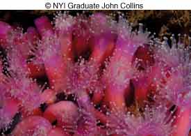 © NYI Graduate John Collins © NYI Graduate John Collins
