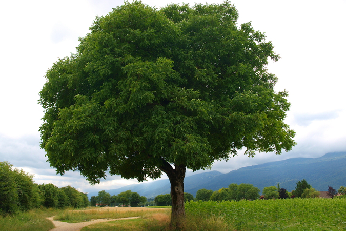 Photograph Trees with These Tips