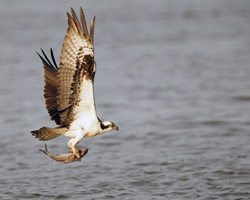 3 Tips for Better Photos of Birds in Flight