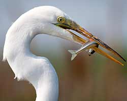 4 Steps to Better Bird Photography