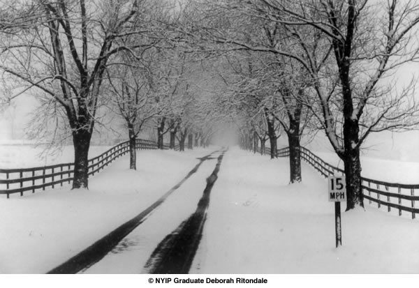 Picture of the Month Winter Trees