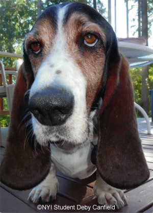 Picture of the Month Chet the Basset Hound