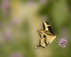 How to Photograph Butterflies