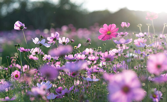 How to Photograph Flowers 