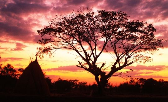 Photograph Trees In Your Own Backyard