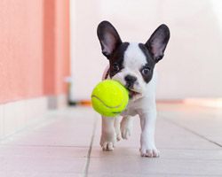 Photographing Puppies at Play