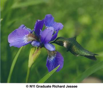 Picture of the Month Hummingbird