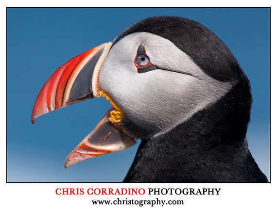 Photographing Puffins in the Wild