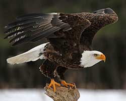 The Zen of Bird Photography