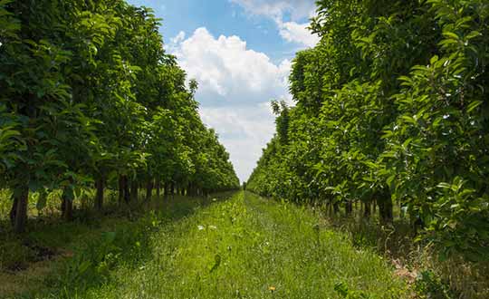 Understanding Vanishing Points