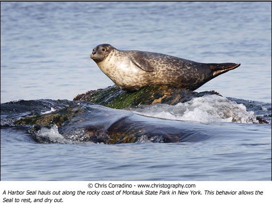 The Art of Wildlife Photography